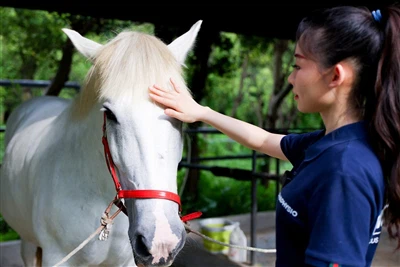PEMF Therapy For Horses: Precautions, Safety Considerations, And Best Practices