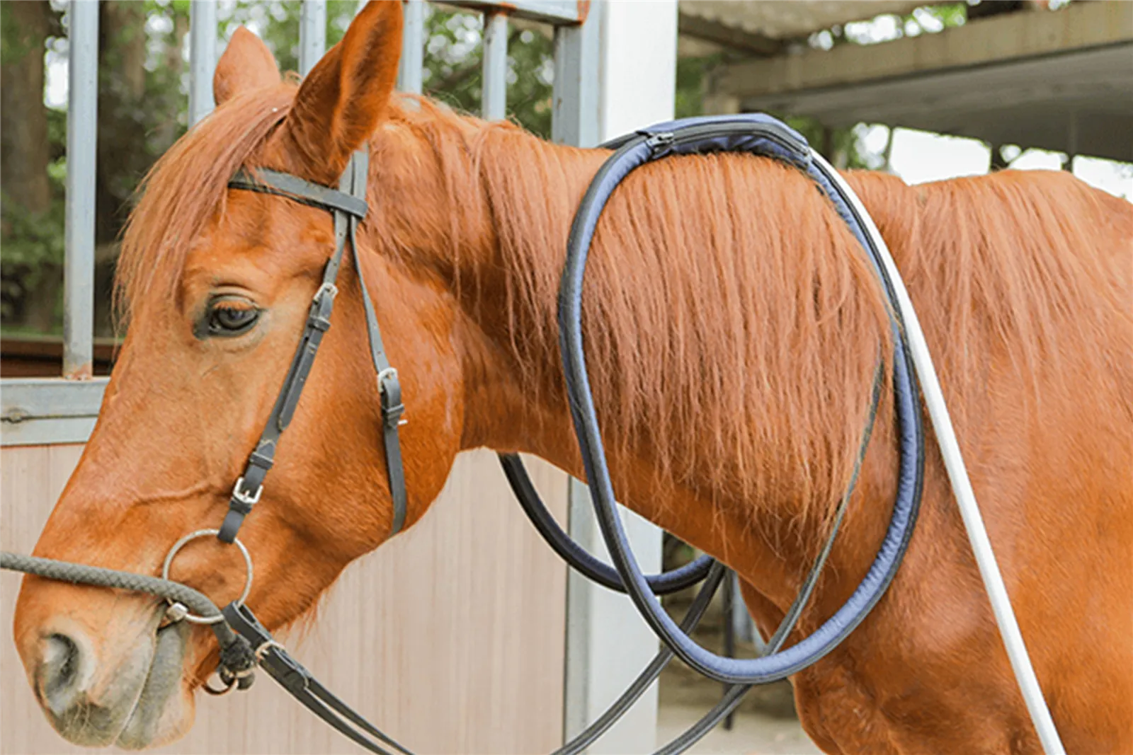 PEMF Therapy for horses PEMF Therapy for horses