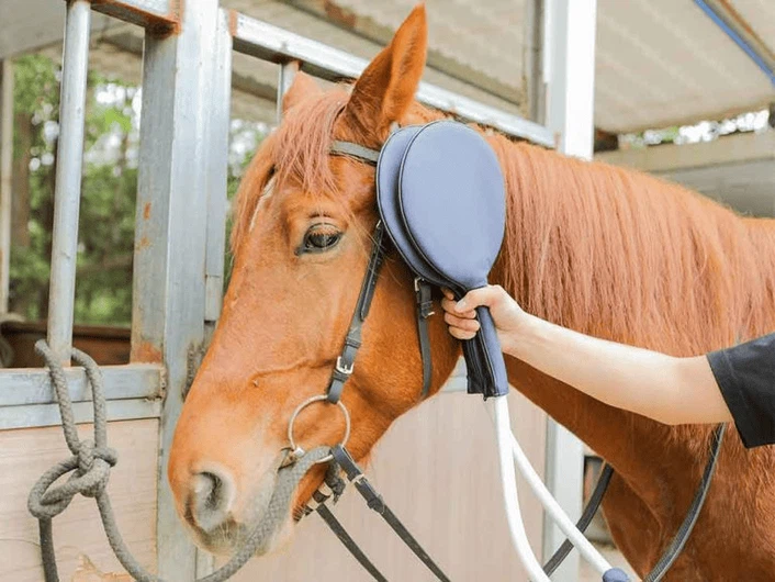 Double Paddle-PEMF machine accessories for horses Double Paddle-PEMF machine accessories for horses